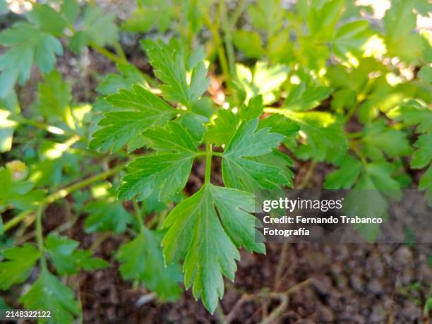 parsley plant - persilja bildbanksfoton och bilder