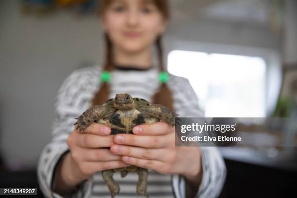 close up of a small pet tortoise in a domestic environment being held forwards in a smiling child's hands. - alpha female stock pictures, royalty-free photos & images