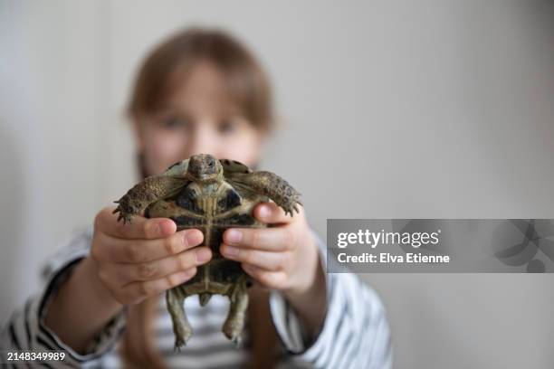 close up of a small pet tortoise in an indoor setting, being held forwards in a child's hands. - alpha female stock pictures, royalty-free photos & images