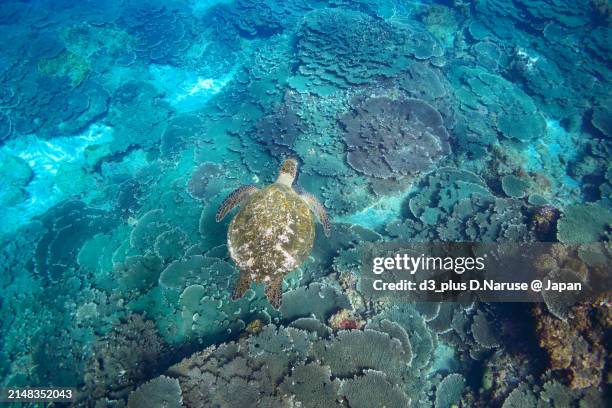 big beautiful green sea turtles (chelonia mydas, family comprising sea turtles) swimming in the coral reef.

sokodo beach, a skin diving point.
izu islands, tokyo. japan,
underwater photo taken february 22, 2020. - 20/20 stock pictures, royalty-free photos & images