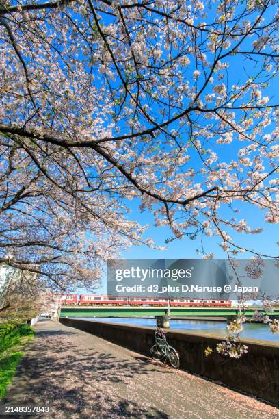 beautiful weeping cherry trees (cherry blossoms) in full bloom by the riverside and a red train. - 野鳥 ストックフォトと画像