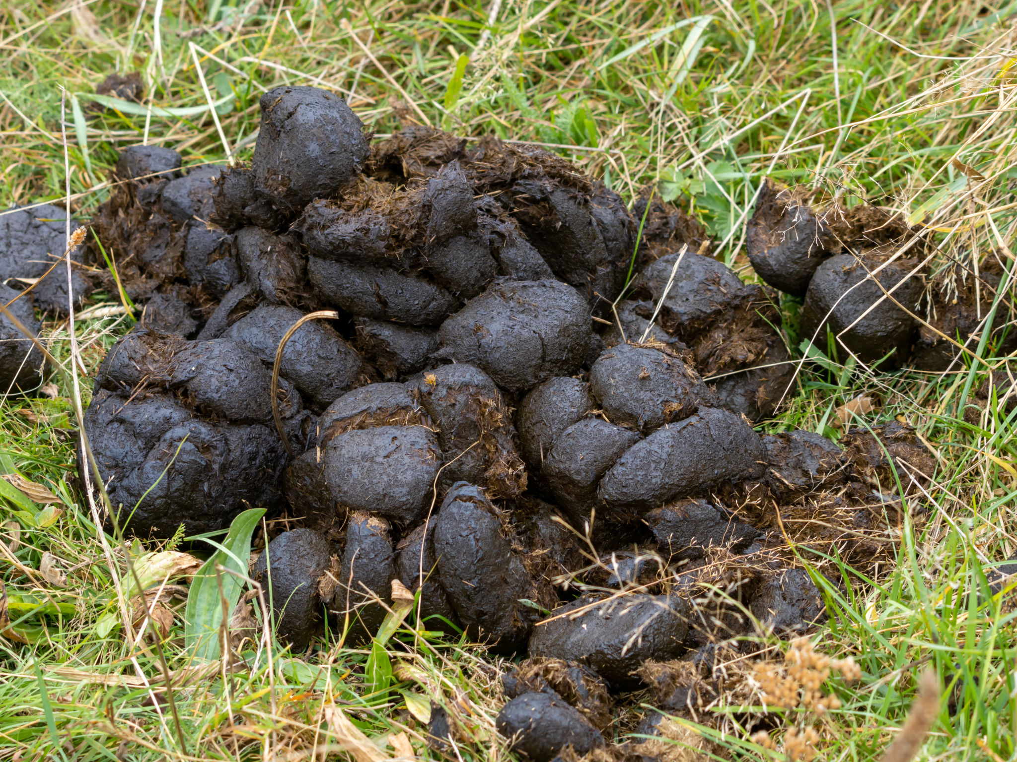 equine waste
