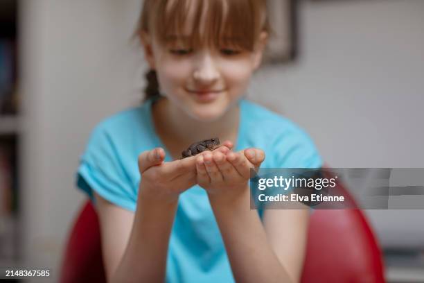 smiling child sitting on a red chair indoors and holding a pet common toad in her hands. - alpha female stock pictures, royalty-free photos & images