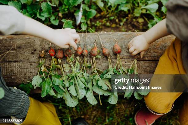bunch of freshly picked radishes in garden. harvesting radish from soil, vegetable patch. sustainable lifestyle, spending time outdoors. - selbstversorgung stock-fotos und bilder