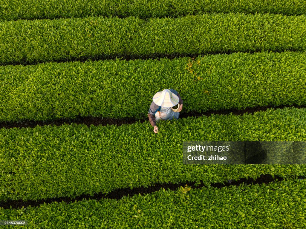 Bird's-eye view of a tea plantation where a farmer works