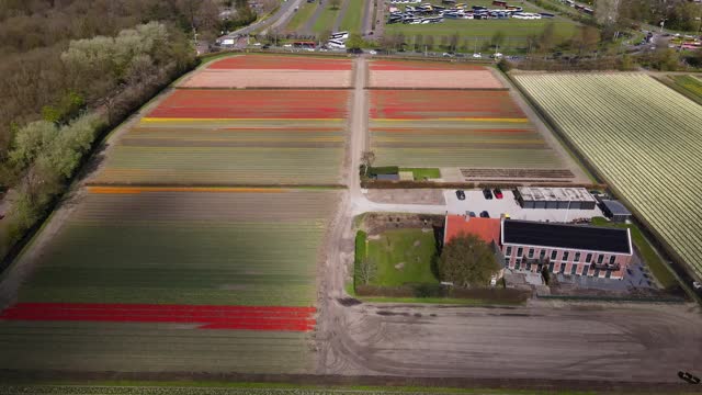 NLD: Blooming Tulip Flowers In Netherland