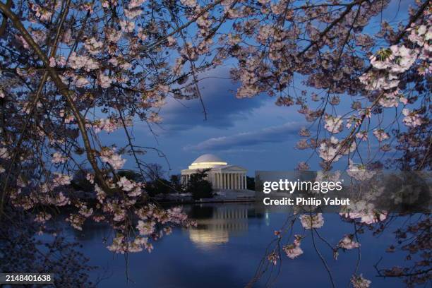 jefferson memorial and cherry blossoms at daybreak - jefferson memorial stock pictures, royalty-free photos & images