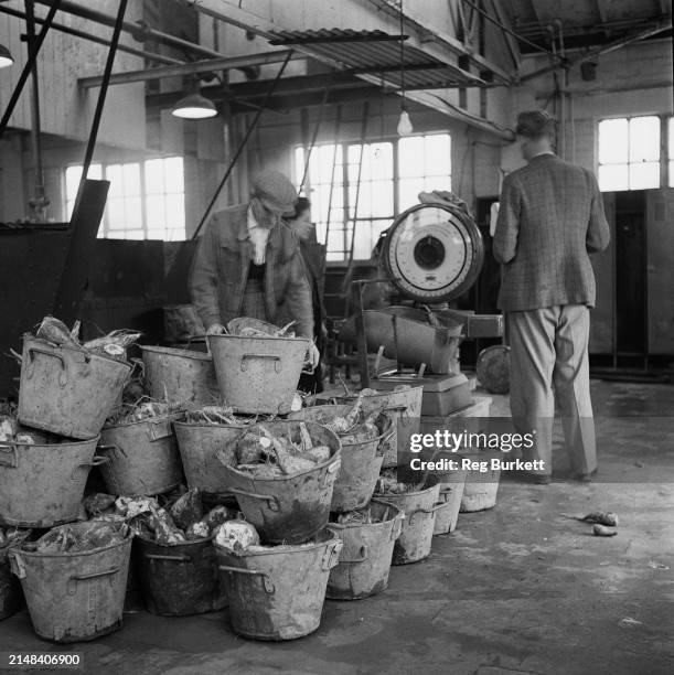 Employees weighing and testing samples from each grower on the beets' arrival at the British Sugar Corporation factory in Bury St Edmunds, Suffolk,...