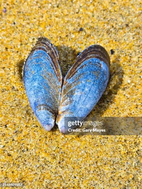 P Pretty Shell 1,449 Shell Cove Stock Photos, High-Res Pictures, and Images - Getty Images