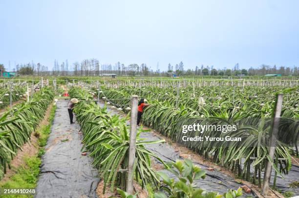 pitaya, or dragon fruit tree plantation, jiangmen, guangdong, china. - pitaya stock pictures, royalty-free photos & images