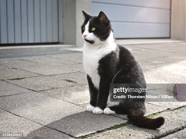 close-up of cat sitting on footpath,germany - thorsten nilson stockfoto's en -beelden