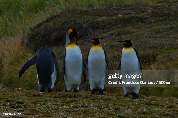 rear view of penguins standing on field - francisco gamboa stock pictures, royalty-free photos & images