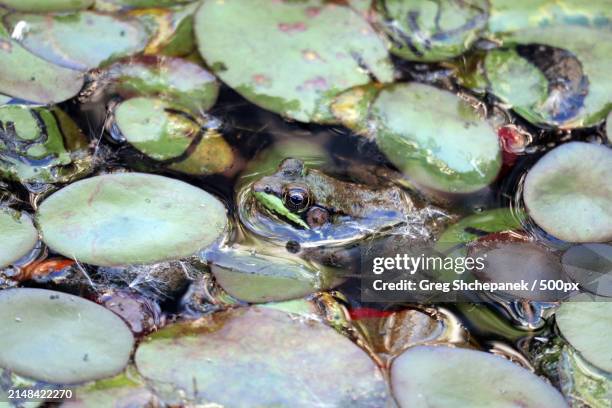 full frame shot of frogs in water,mer bleue conservation area,canada - renacuajo fotografías e imágenes de stock