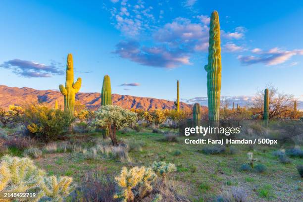 view of flowering plants on field against sky,tucson,arizona,united states,usa - saguaro cactus stock pictures, royalty-free photos & images