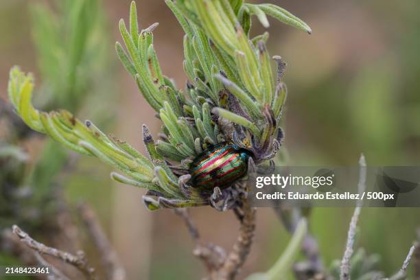 close-up of insect on plant - chrysolina stock pictures, royalty-free photos & images