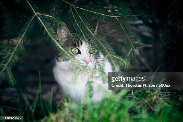 portrait of cat sitting on tree - thorsten nilson foto e immagini stock