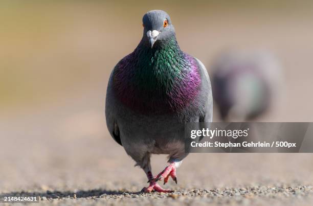 close-up of pigeon perching on street - pigeon stock pictures, royalty-free photos & images