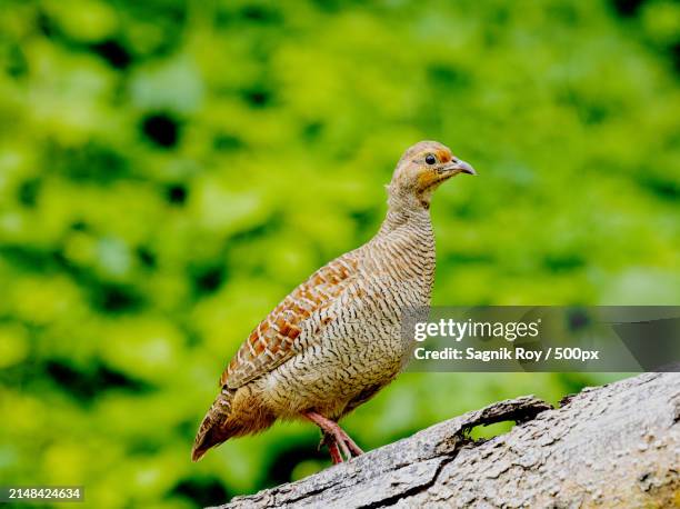 close-up of grey partridge perching on rock - partridge stock pictures, royalty-free photos & images