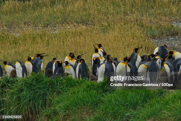 high angle view of penguins on field - francisco gamboa stock pictures, royalty-free photos & images