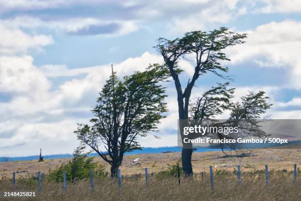 trees on field against sky - francisco gamboa stock pictures, royalty-free photos & images