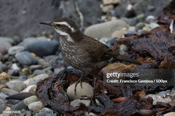 close-up of songbird perching on rock - francisco gamboa stock pictures, royalty-free photos & images