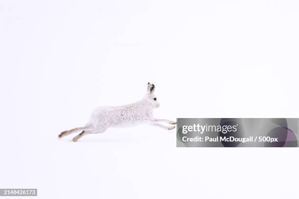 side view of cat jumping against white background - lebre de montanha imagens e fotografias de stock