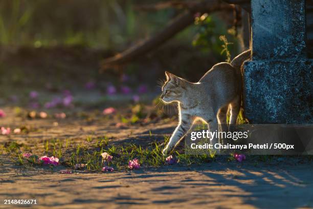 side view of kangaroo standing on land - europäische wildkatze stock-fotos und bilder