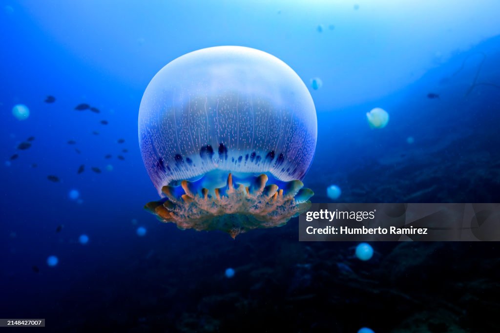 Cannonball Jelly.
