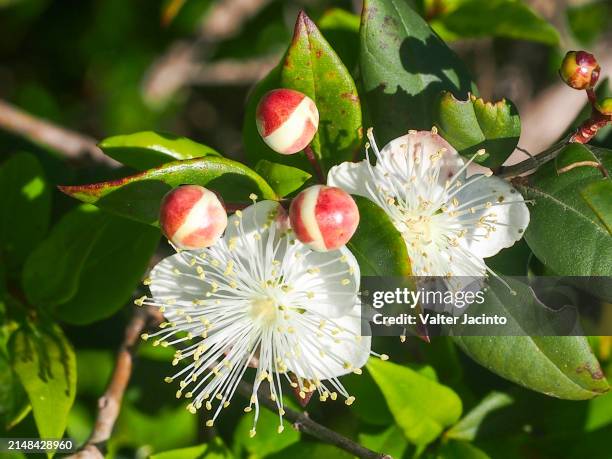 myrtle (myrtus communis) - myrtle stock pictures, royalty-free photos & images