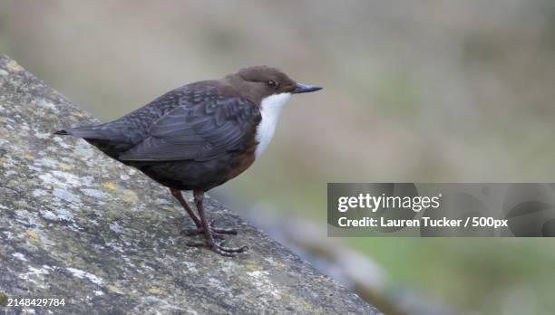 close-up of bird perching on rock - bamboo dipper photos et images de collection