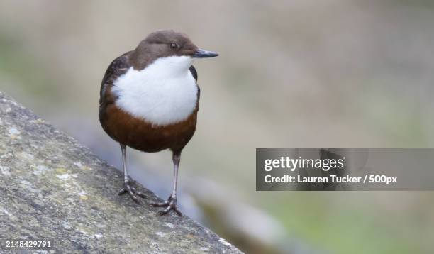 close-up of bird perching on rock - bamboo dipper photos et images de collection