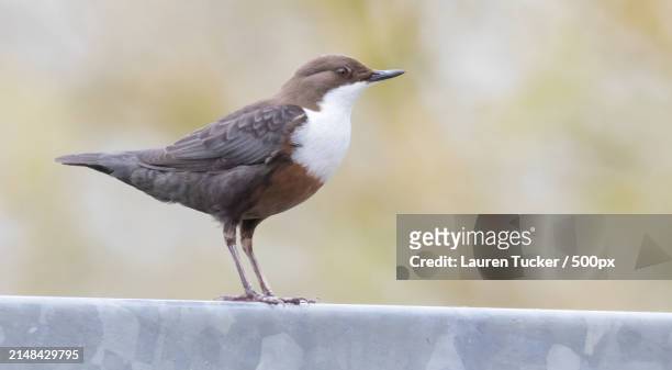 close-up of bird perching on retaining wall - bamboo dipper photos et images de collection