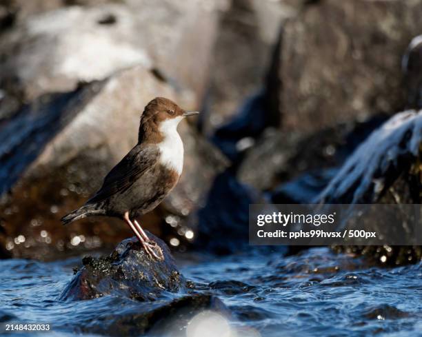 close-up of bird perching on rock in river - bamboo dipper photos et images de collection