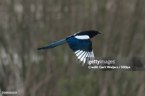 close-up of magpie flying outdoors - ekster stockfoto's en -beelden