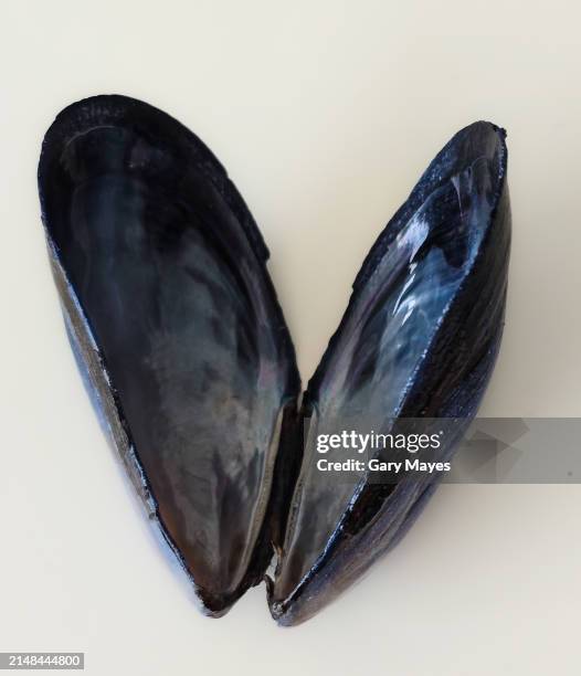 mussel shell open empty - mollusc stock pictures, royalty-free photos & images