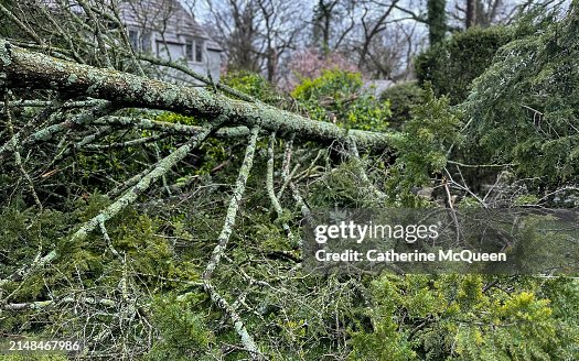 Downed multi stem hemlock tree Downed multi stem hemlock tree