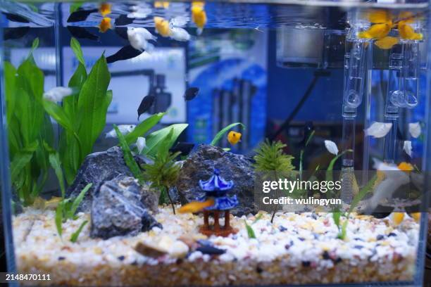 school of small tropical fish swimming in fish tank with mini aquatic plants landscape - aquarium stock pictures, royalty-free photos & images