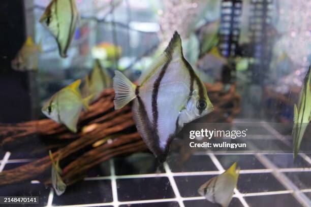 group of monodactylus sebae in fish tank - monodactylus stock pictures, royalty-free photos & images