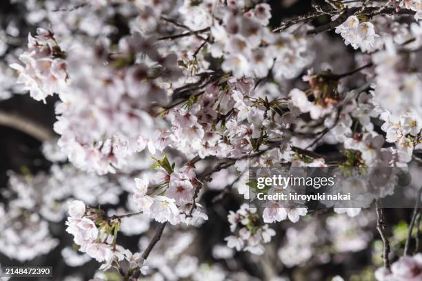 cherry blossoms at night - nishi shinjuku stock pictures, royalty-free photos & images