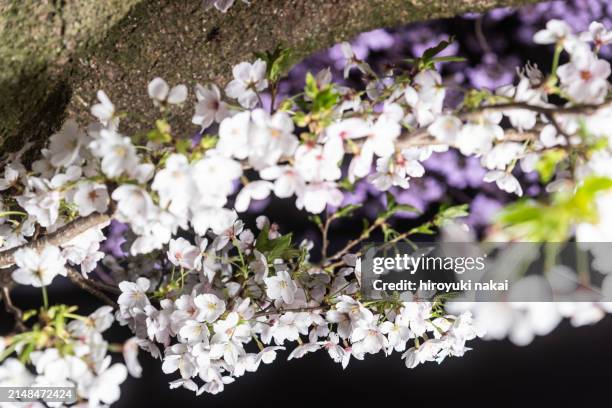 cherry blossoms at night - nishi shinjuku stock pictures, royalty-free photos & images