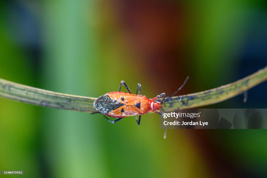 Red Cotton Bug