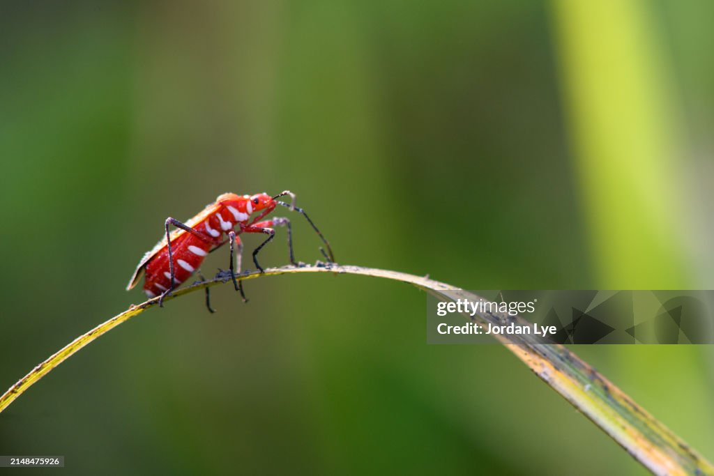Red Cotton stainer bug with green leaves background.