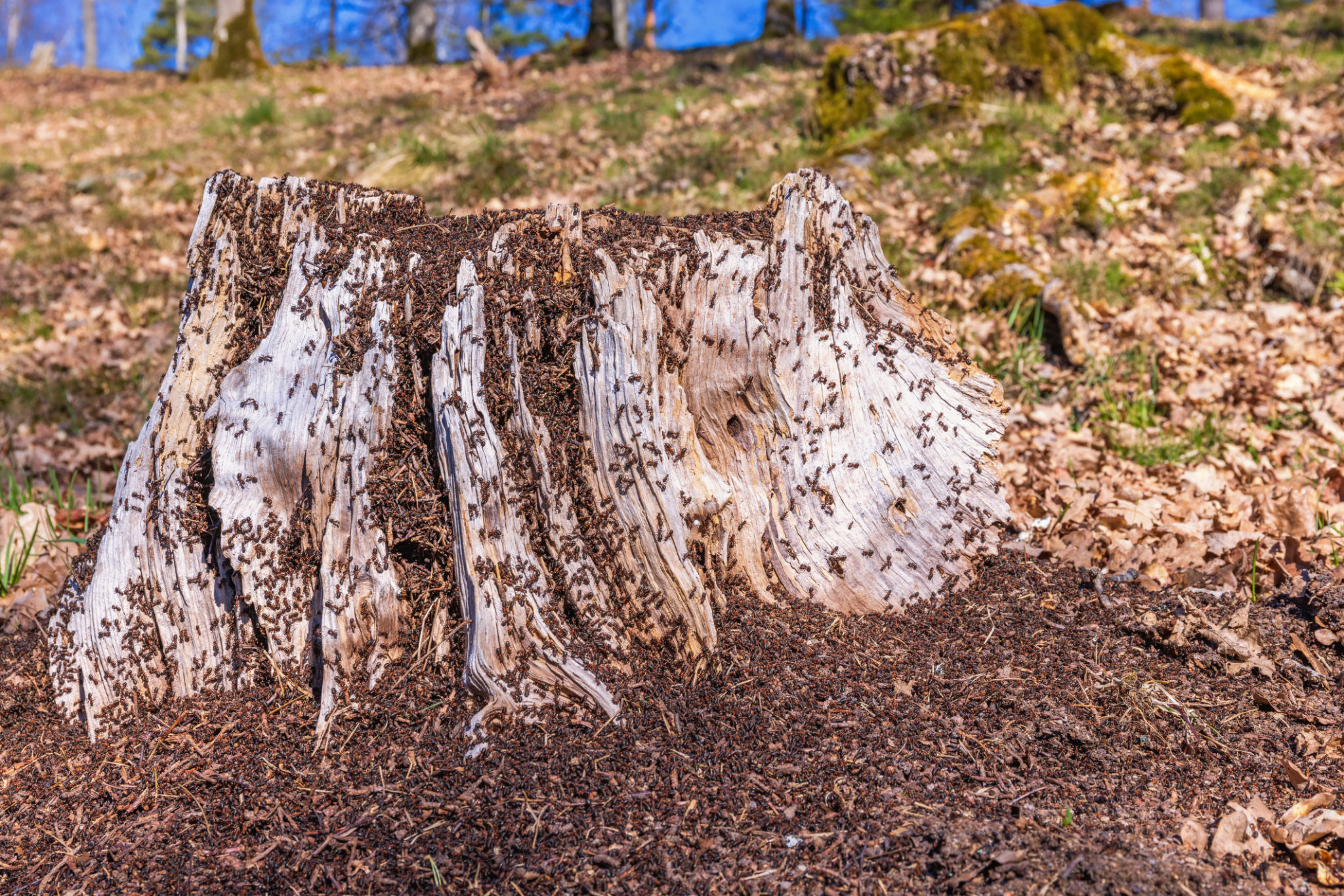Lot of Ants on a old tree stump in a woodland Lot of Ants on a old tree stump in a woodland