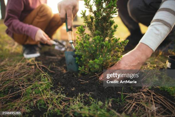 vater und sohn pflanzen im frühling bäume im freien - immergrüner baum stock-fotos und bilder