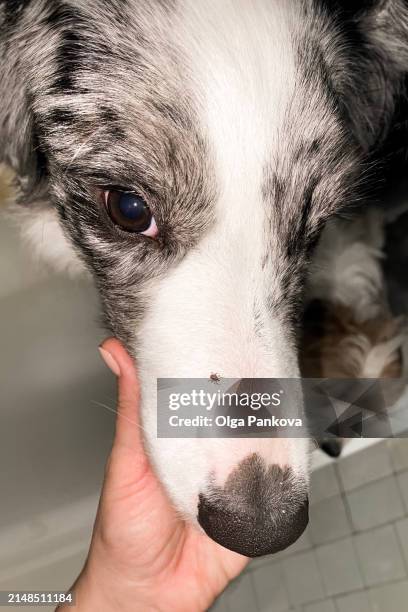the muzzle of a border collie dog with a tick on it - tique brune du chien photos et images de collection