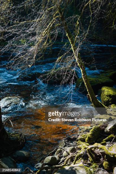 tree and creek in springtime, scotland - plant vector stock pictures, royalty-free photos & images