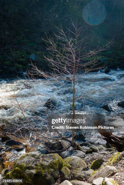 tree and creek in springtime, scotland ii - plant vector stock pictures, royalty-free photos & images