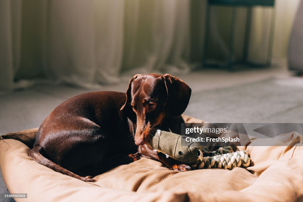 Adorable Dachshund Dog Relaxing With Toy in Bed