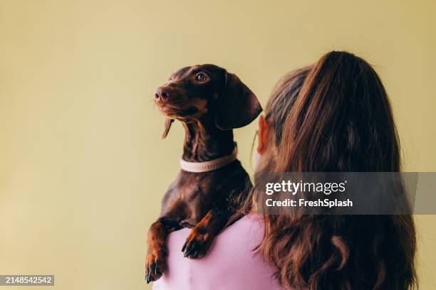 woman holding a cute dachshund against yellow backdrop - dachshund stock pictures, royalty-free photos & images