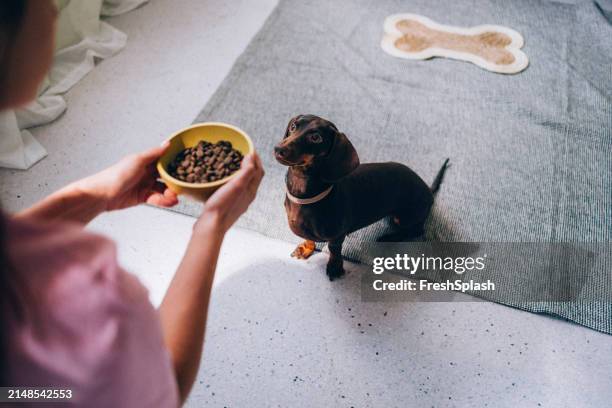hungry dachshund waiting for meal time - tax bildbanksfoton och bilder